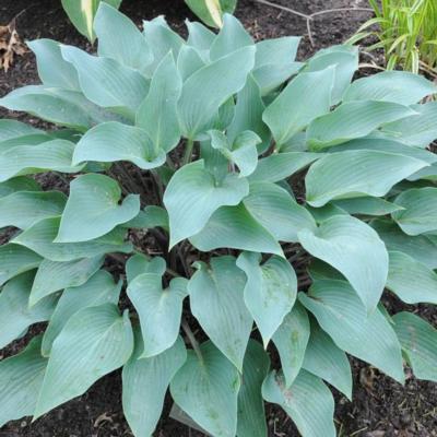 Hosta 'Deane's Dream'